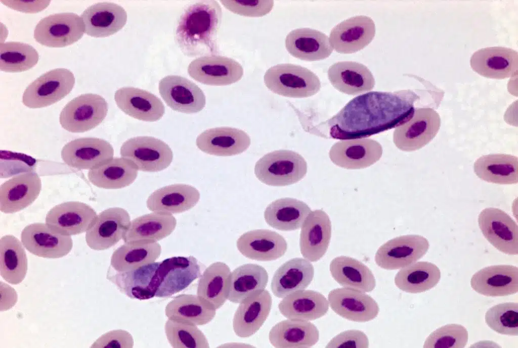 Blood parasite disease in chickens