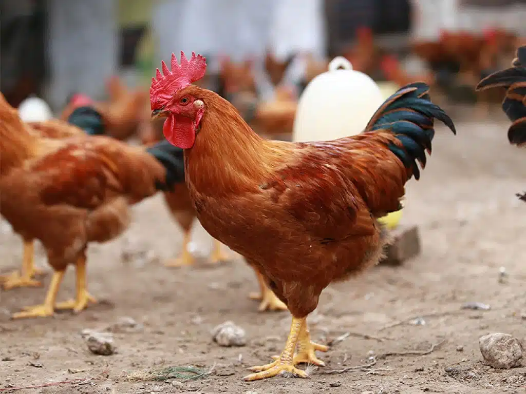 Top 5 broiler breeds with the highest economic value in Vietnam