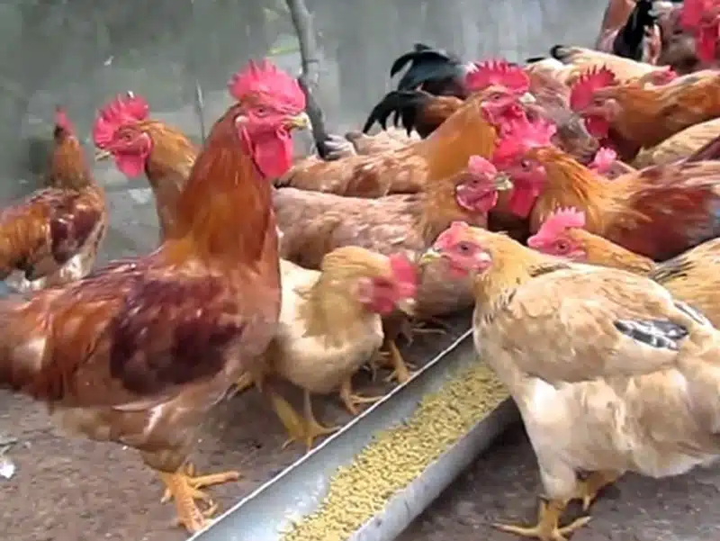 Treatment regimen for E.coli in chickens