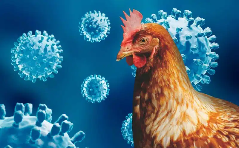Avian influenza in chickens