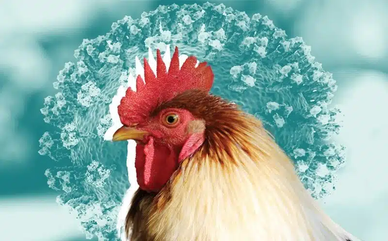 Avian influenza in chickens