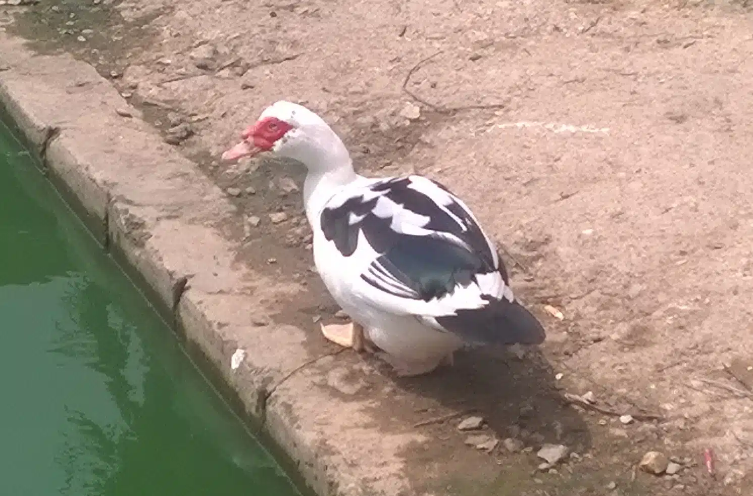 Ducks & Geese are losing feather and how to remedy