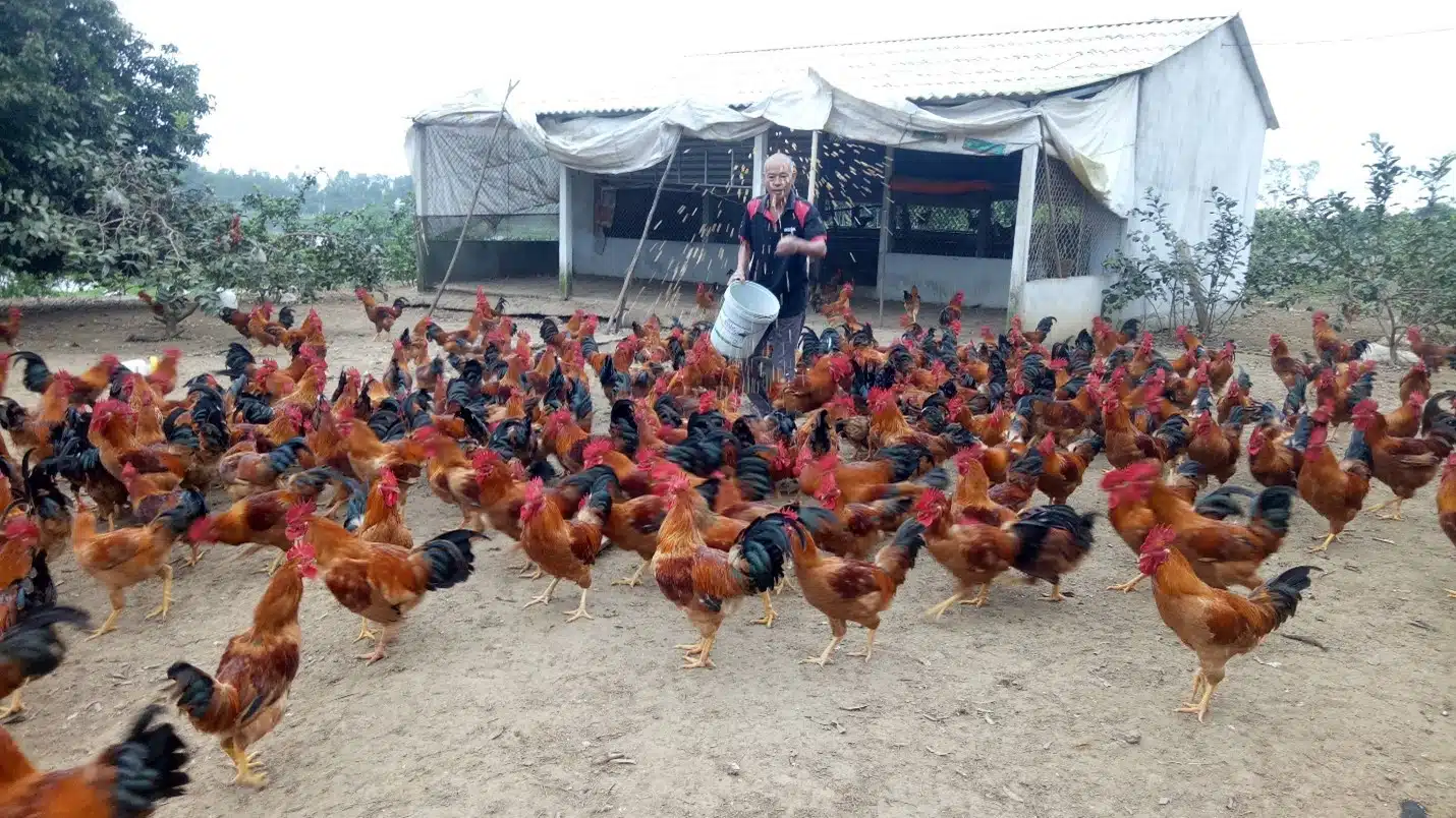 Blood parasite disease in chickens