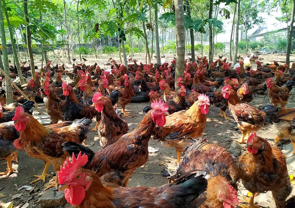 Blood parasite disease in chickens