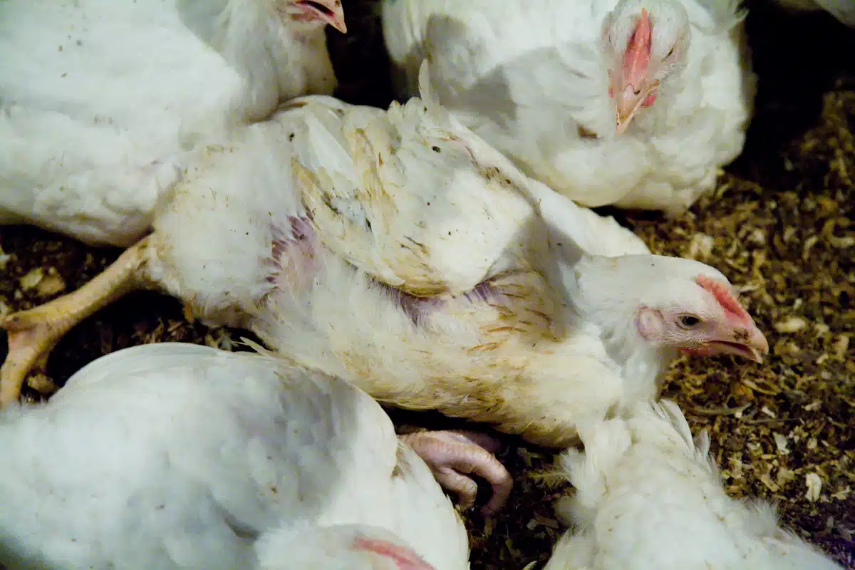 Treatment regimen for E.coli in chickens