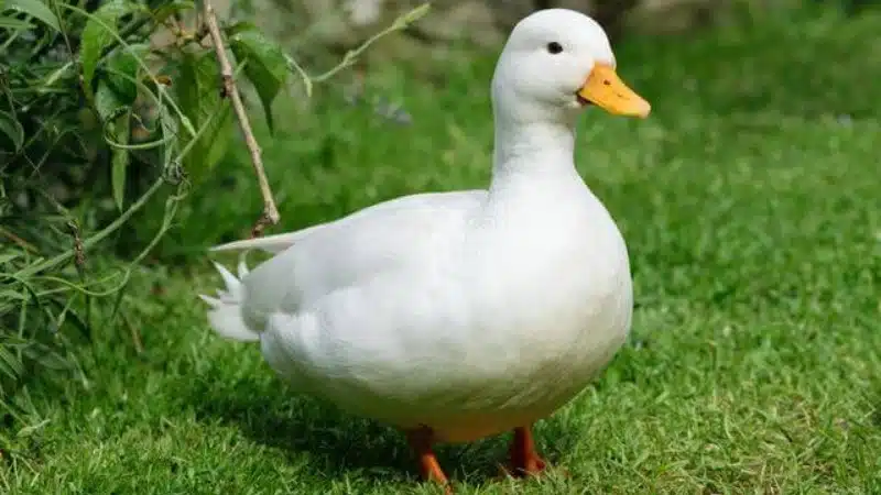 Ducks & Geese are losing feather and how to remedy