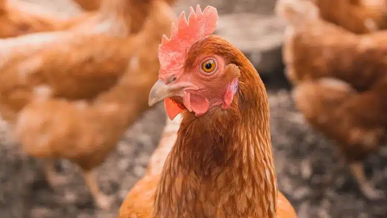 Avian influenza in chickens