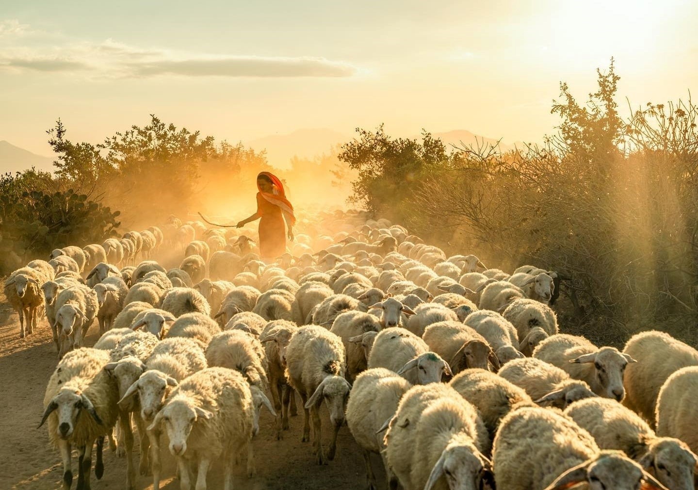 Raising Sheep For Agritourism