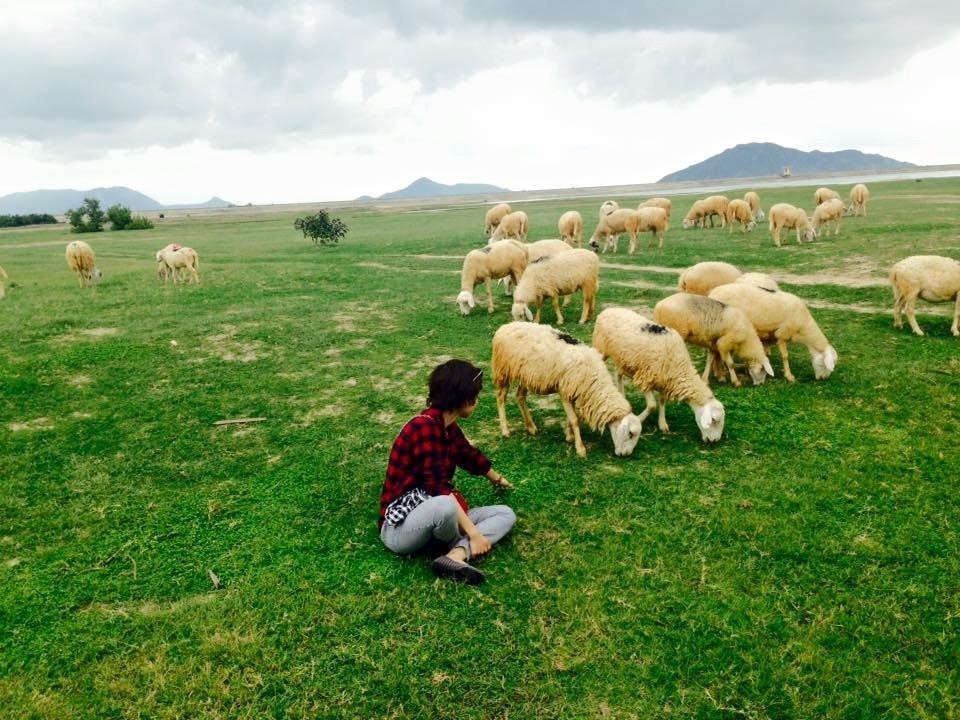 Raising Sheep For Agritourism