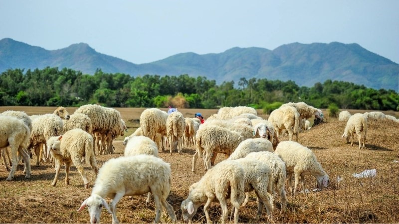 Raising Sheep For Agritourism